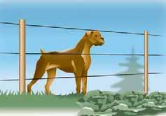 Elektrozäune für kleine Hunde sind 0,55 m bis 0,75 m hoch, mit 3 bis 4 Drähten.
