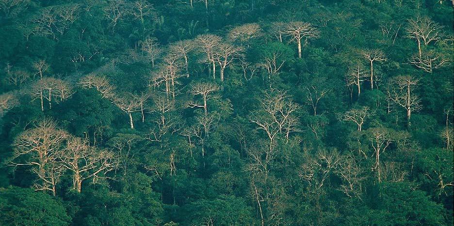 Die auffälligen Cuipo-Bäume überragen mit bis zu 60 Metern Höhe alle anderen Bäume und werfen in der Trockenzeit ihre Blätter ab.