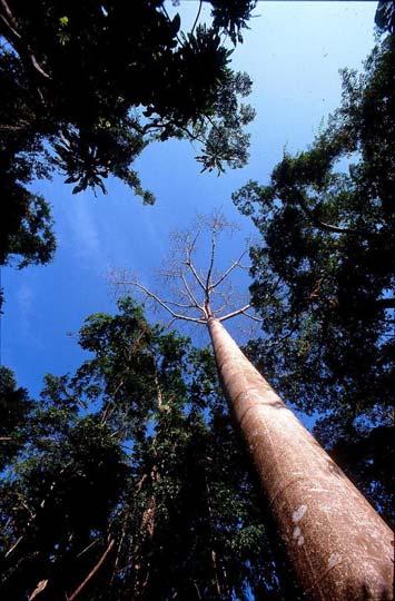 Unbelaubter Cuipo-Baum (li.) und Cuipo-Bäume mit jungem Laub in tropischen Waldgebieten Zentralamerikas (siehe auch Bildunterschrift S. 2). Fotos: Christian Ziegler.