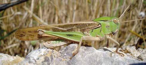 Europäische Wanderheuschrecke Locusta migratoria Dauerhafte Vorkommen der Europäischen Wanderheuschrecke sind in Europa nur aus dem Süden und Südosten bekannt.