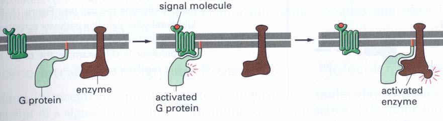 1. Zellkommunikation 1.1. G-Proteine Unsere Geruchsempfindung wird ausgelöst wenn ein Geruchsstoff an einen G-Protein-verknüpften Rezeptor bindet und dieses Signal dann weitergeleitet wird.