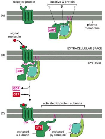 Wenn ein Signalmolekül an einen G-Protein verknüpften Rezeptor bindet, wird der Rezeptor aktiviert. Der aktivierte Rezeptor ist nun in der Lage, ein G-Protein zu binden und zu aktivieren.