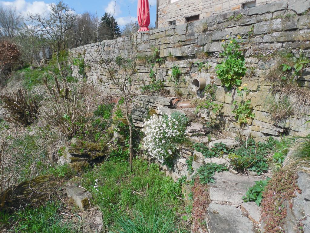 Heft 6, Oktober 2016 7 Abb. 5: Der Garten des Cafés Zur Krukenburg weist eine optimale Habitatstruktur für die Schlingnatter auf.