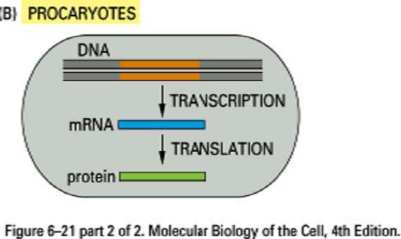 Prokaryoten versus Eukaryoten Quelle: William Stafford Noble