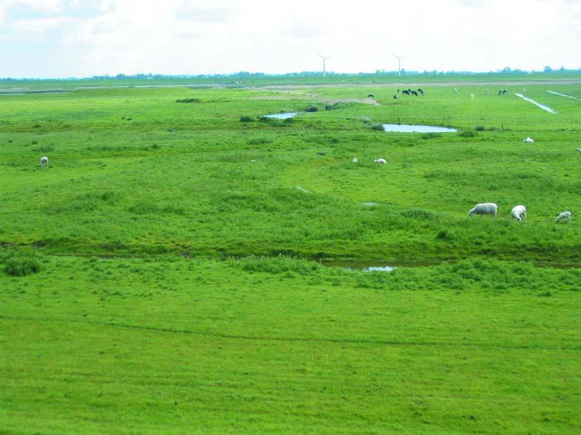 A. Eilers: Zur Brutbiologie des Kiebitz in drei Schutzgebieten an der Eidermündung (Nordfriesland, Dithmarschen), 2006 Das Oldensworter Vorland im Sommer Foto: Alexander Eilers Anzahl der Küken pro