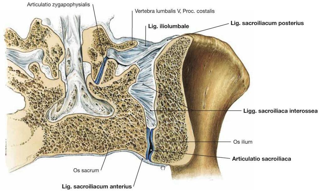 Kreuzbein-Darmbein-Gelenk(Articulatio sacroiliaca) - Facies auricularis des Os ilium und Facies auricularis des Os sacrum artikulieren miteinander - Straffe Gelenkkapsel -Bänder: -