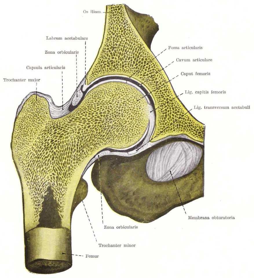 Nussgelenk- Enarthrosis Gelenkkapsel: Membrana fibrosa Ursprung: knöcherner Pfannenrand, Basis des Labrum acetabuli und Lig.