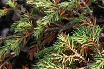 Tab. 1: Niedrig wachsende Juniperus-Sorten und deren Eigenschaften (Für