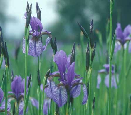 162 Abbildung 1 Iris sibirica auf einer Riedwiese in der oberbayerischen Loisachniederung. Schwertlilien im Blumengeschäft sind ein teures Vergnügen.