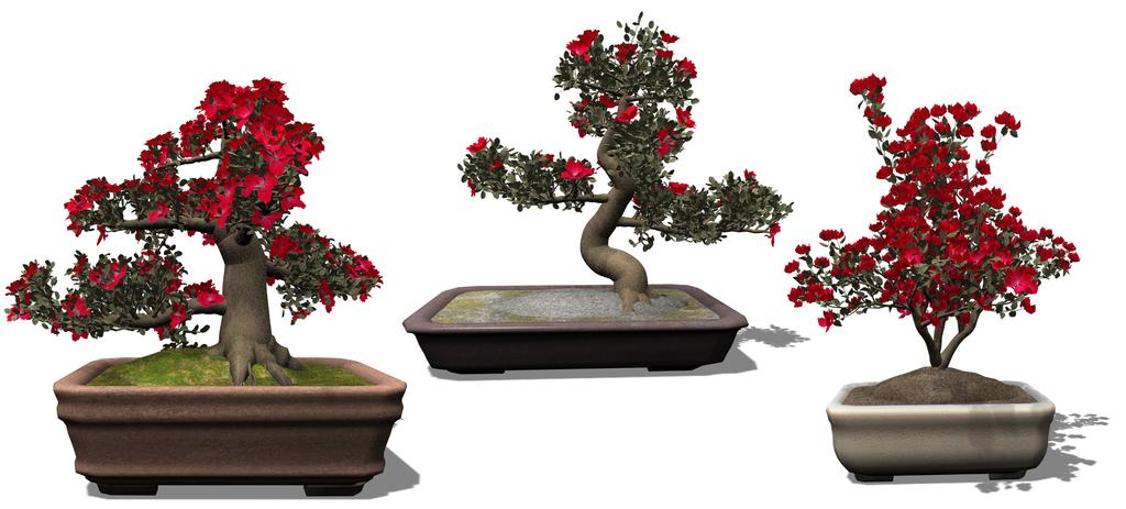 18. Satsuki- Azalee ( Rhododendron indicum ) Tachi-Gi 45 Zentimeter 50 Zentimeter Kabudachi (Sankan) 55 Zentimeter Strauch, immergrünes Laubgehölz Gestalt: rundlich, strauchförmig Verbreitung: Japan
