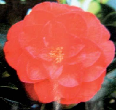 Camellia japonica Blood of China Blütenfarbe: lachsrote bis feurigrote Blüte mit goldgelben Staubgefäßen,