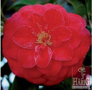 Camellia japonica C.M.