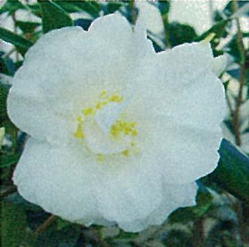 Camellia japonica Hakurakuten Blütenfarbe: reinweiß mit auffälligen gelben Staubgefäßen Blütenform halb gefüllt bis päonienförmig Blütezeit: Februar /