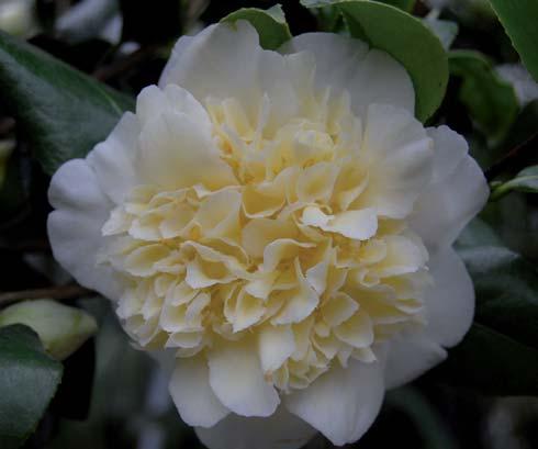 Camellia japonica Donation Blütenfarbe: blaßrosa mit einer zarten, purpurfarbenen Aderung Blütenform: halb gefüllt Blütezeit: