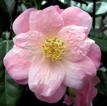 Camellia williamsii-hybride Balett Queen Blütenfarbe: Lachsrosa bis zartrosa Blütenform Päonienförmig, d ca.