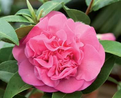 Camellia williamsii Debbie Blütenfarbe: leuchtend pinkfarben Blütenform: päonienförmig Blütezeit: Ab Februar