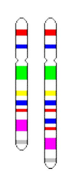 Chromosomen-Mutationen