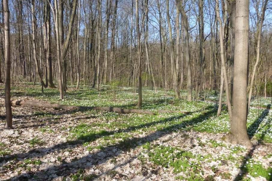 GLB Schubertgrund Lichtenstein Naturschutzfachliche Würdigung des Gebietes vor einer geplanten