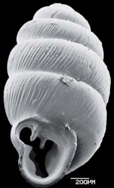 Populationen der in der FFH-Richtlinie genannten Anisus vorticulus im Bundesland Salzburg Stefan Brameshuber & Rita Schrattenecker Anisus vorticulus, Obertrumersee. Fotos: Patzner.