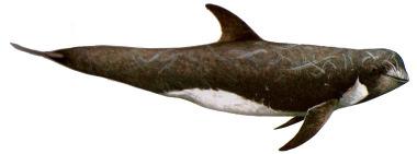 (Lagenorhynchus acutus) Borneodelfin