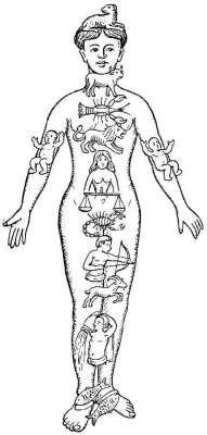 Die Zuordnungen von Organen im menschlichen Körper zu den Tierkreiszeichen und Planeten sind