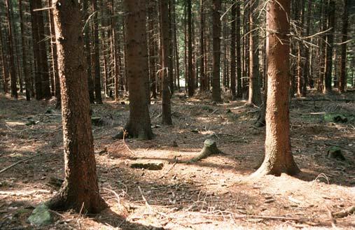 Abb. 19: Fichtenmonokultur: die Landschaftsplanung unterstützt die Forstwirtschaft beim Aufbau standortgerechter Wälder Hierzu ist im Landschaftsplan die Funktion der Landschaft bzw.