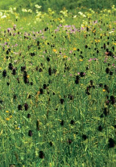 Zur Gestaltung des Vertrages mit dem Planungsbüro sollte das entsprechende Kommunale Vertragsmuster herangezogen werden.