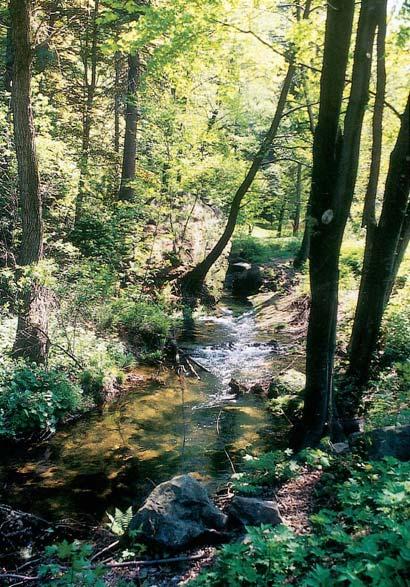 Abb. 33: Pöhlbach nördlich Königswalde naturnaher Bach in der Forellenregion: Der Landschaftsplan macht Vorgaben für die Nutzung des Einzugsgebiets zur Verhinderung von Stoffeinträgen. Abb.