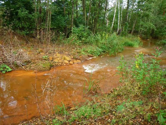Für die LMBV mbh Senftenberg Untersuchung der hydrochemischen und ökologischen Auswirkungen der Exfiltration von eisenhaltigem, saurem Grundwasser in die Kleine Spree (nördlich