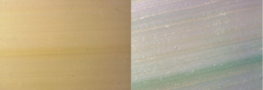Ergebnisse 3.4.2.1 Weizen A B C Abbildung 18: GUS-gefärbte transgene Weizenblätter mit dem Exzisionskonstrukt ptex.