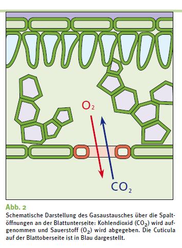III. Pflanzen als multifaktorieller Problemlöser 3. Luftreinigung Pflanzen verbrauchen CO 2 und bauen diesen als Kohlenstoff in Ihre Substanz ein (Ein großer Baum kann z.b. ca.
