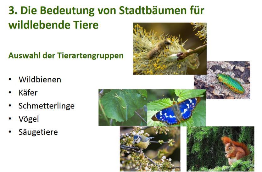 III. Pflanzen als multifaktorieller Problemlöser 6. Biodiversität Grün und Artenvielfalt Dr.