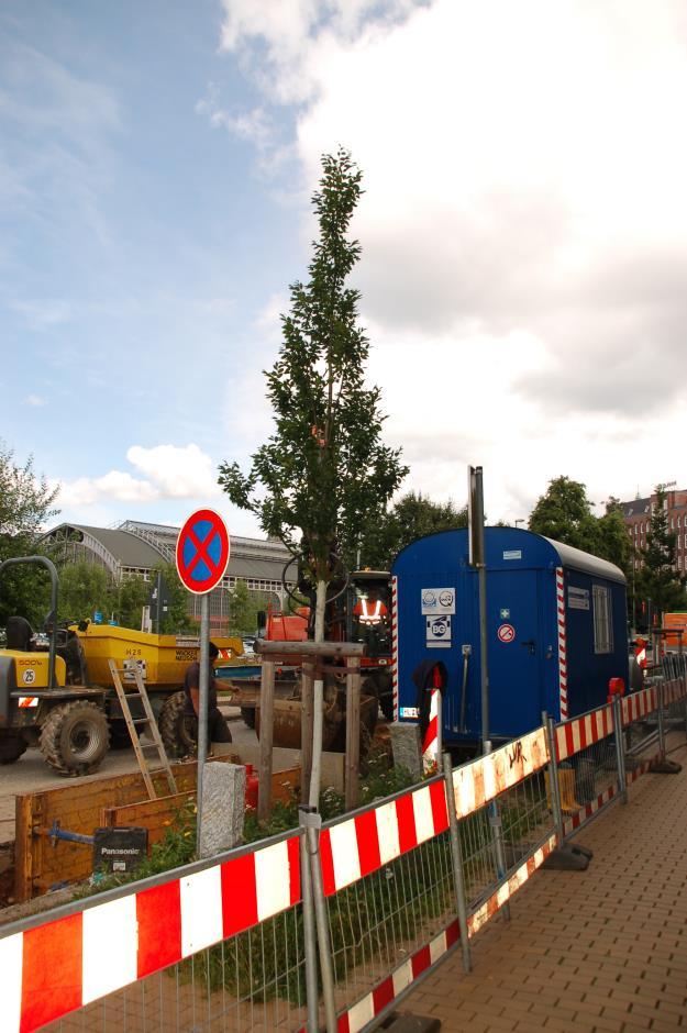 =>dichter, säulenförmiger Aufbau der Krone, =>in der Jungend offenbar nicht so schön dicht wie Fastigiata,