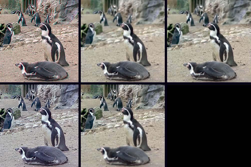 Rechts unten: Hinterste Fokusebene, der Hintergrund. Motiv: Münchner Tierpark Hellabrunn. Abbildung 6: Pinguine. Links verwenden Sie eine Rot-Cyan- Brille).