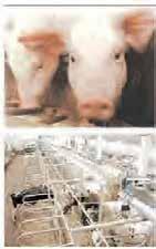 tn:7 "_ iiellon Die Pellon-Gruppe bietet komplette Lösungen für die Bedürfnisse in der Milch-, Schweine- und Rtncffleisch-Produktlon sowie für Ställe und Reithallen.