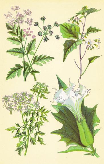 rotundifolia) Großes Hexenkraut (Circaea lutetiana) Straußblütige Wucherblume (Chrysanthemum