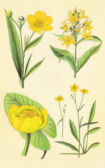 Leinkraut (Linaria vulgaris) Echtes Johanniskraut (Hypericum perforatum) Rainfarn (Tanacetum