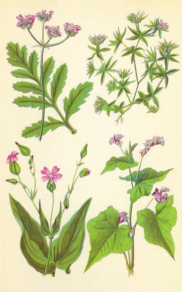 (Geranium robertianum) Pyrenäen-Storchschnabel (Geranium pyrenaicum) Weg-Malve (Malva