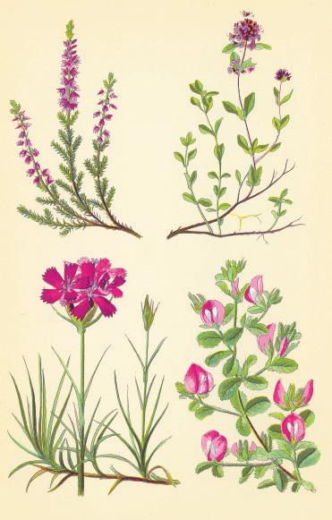 (Salvia verticillata) Echtes Eisenkraut (Verbena officinalis) Borretsch (Borago officinalis)