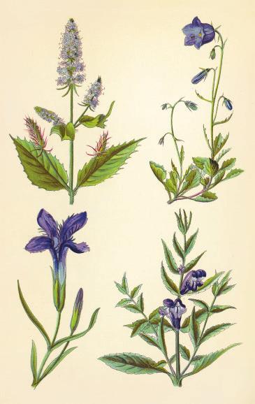 Natternkopf (Echium vulgare) Gewöhnliche Wegwarte (Cichorium intybus) Großblütige Braunelle