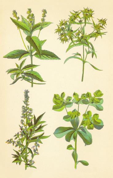 ciliata) Niedere Glockenblume (Campanula cochleariifolia) Sumpf-Helmkraut (Scutellaria