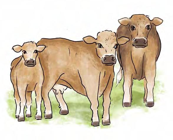 Die Kuh Geschichte der Rindviehhaltung Das Rind zählt zu den wichtigsten und ältesten Nutztieren der Menschen.
