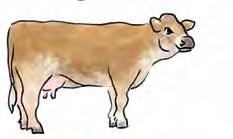 Nach 5 6 Monaten ersetzt Raufutter (Gras, Heu und Silofutter) die Milch. Nun nennt man das weibliche Kalb Rind (Guschti).