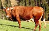 Fleckvieh Simmentaler Red Holstein Die häufigsten Milchrassen auf Schweizer Bauernhöfen sind Fleckvieh, Braunvieh, Holstein, Jersey und das Eringervieh: Swiss Fleckvieh Die meisten schweizer