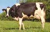 Durch gezieltes einkreuzen der milchbetonten Red Holstein entstanden die heute weit verbreiteten Swiss Fleckvieh-Kühe. Braunvieh Das Braunvieh ist eine typische Zweinutzungsrasse.