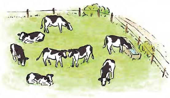 Unterhaltsarbeiten. Auf der Weide Die Freilandhaltung entspricht am meisten der natürlichen Lebensform der Rinder, denn hier sind die Tiere im Freien.