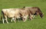 Am liebsten frisst die Kuh Gräser, Klee und Kräuter. Die Nahrung beeinflusst direkt die Menge und Qualität der Milch.