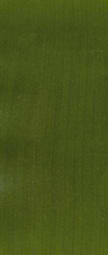 20. ( Vriesea splendens ) Flammende Schwert Pflanze Verbreitung : Brasilien Standort