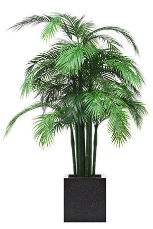 Wetterfeste Areca Palme Die Areca Palme ca. 1 90cm ist auf neun Palmstämmen gearbeitet und hat insgesamt 2234 hochwertige Blätter.