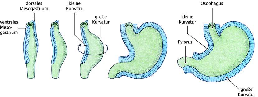 Verdauungsapparat Der Darmkanal 103 Körperhälfte und den Descensus der Brusteingeweide dann verlängert. Das umgebende Mesenchym bildet um das Epithelrohr dann zwei Muskelschichten.